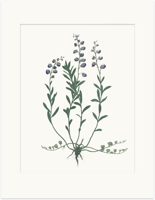 Medicinal Botanical Print - Bitter Polygala