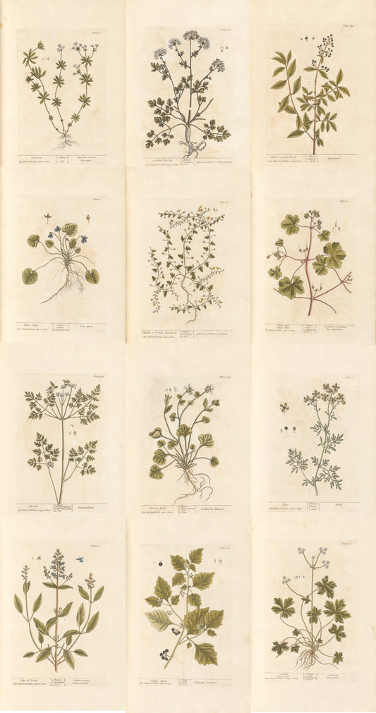 Botanical Collection | Art Prints