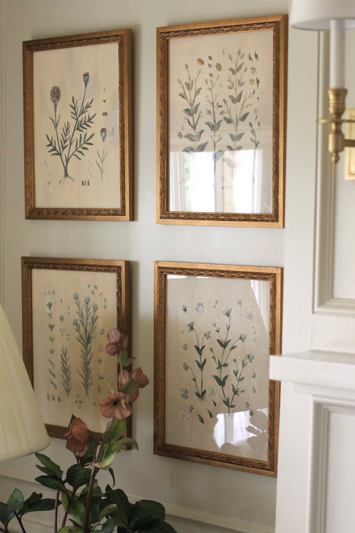 Botanical Studies - Marigold