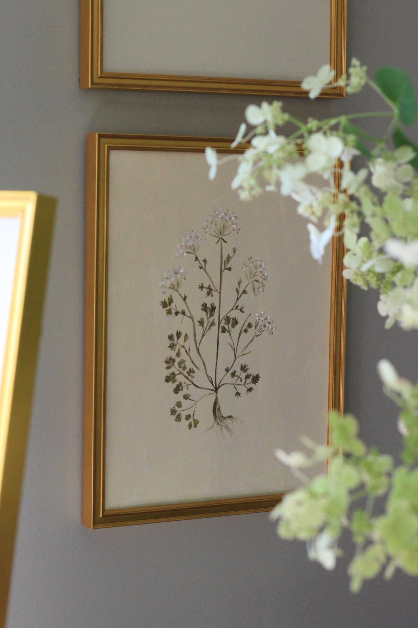 Original Botanical Painting Prints - Parsley