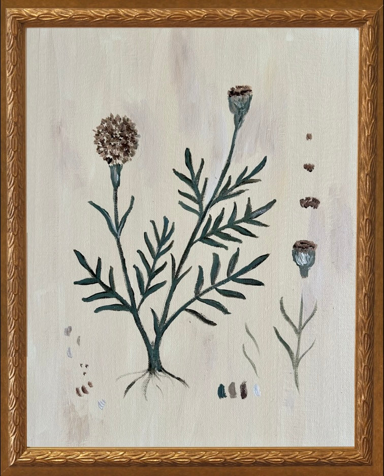 Botanical Studies - Marigold