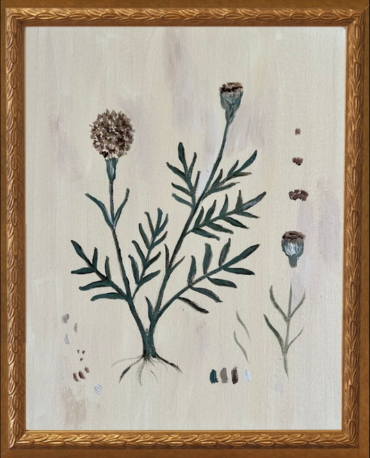 Botanical Studies - Marigold