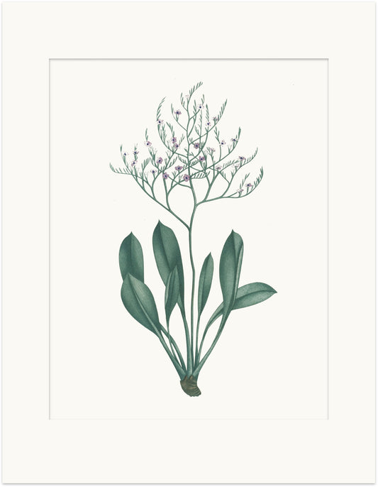 Large Flowering Spurge - Marsh Rosemary