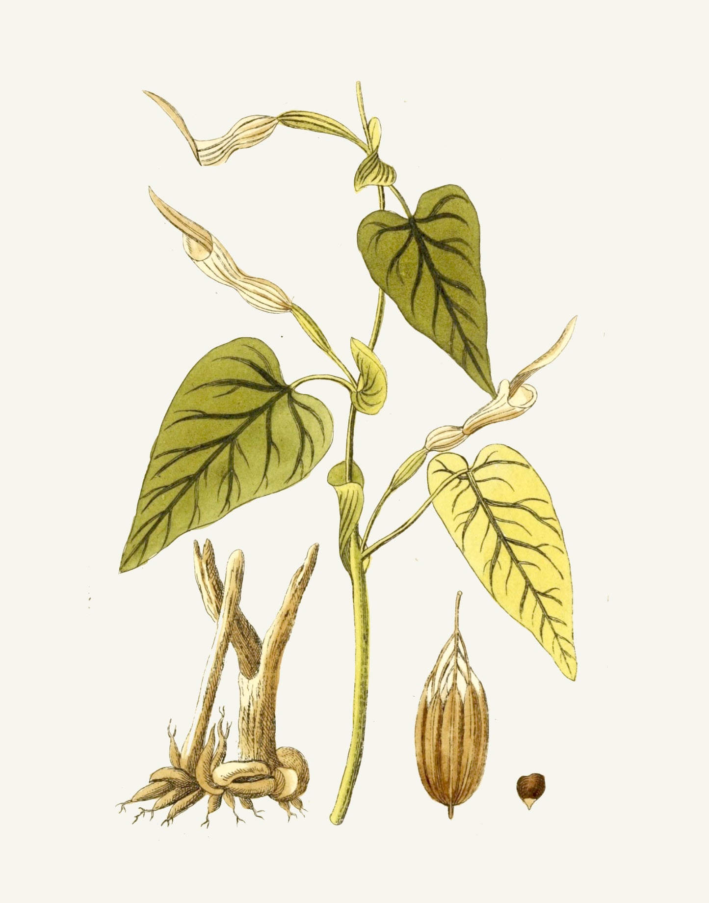 Narrow Botanical Print - Aristolochia