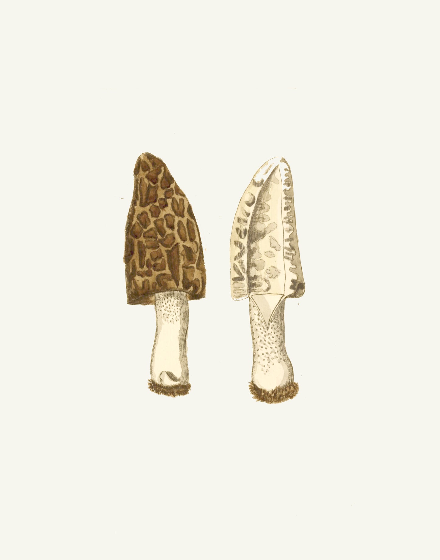 Narrow Botanical Print - Morel