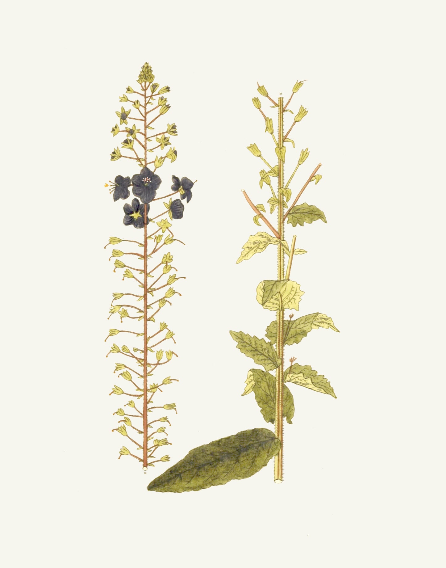 Narrow Botanical Print - Verbascum