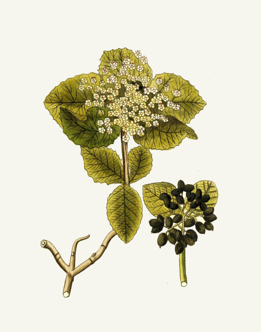 Narrow Botanical Print - Viburnum