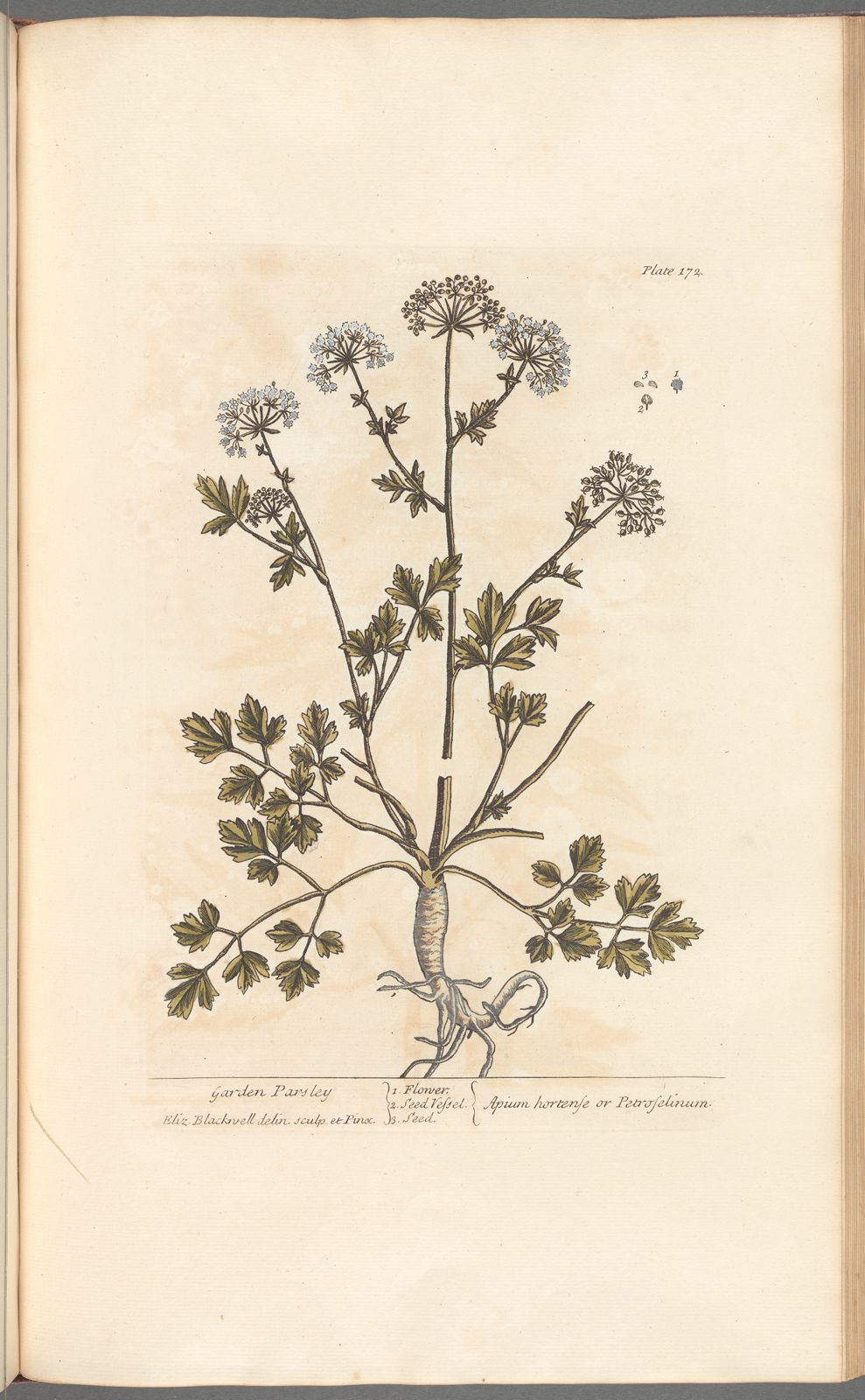 Botanical Collection | Art Prints