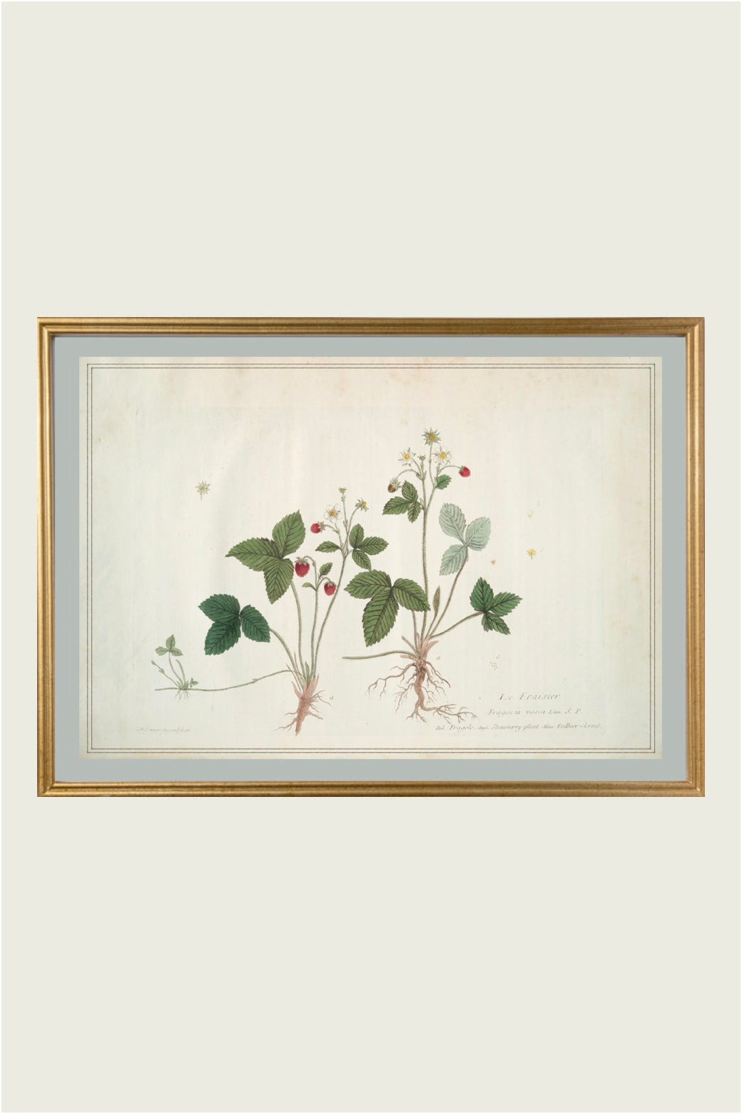 French Botanical "Fraise"