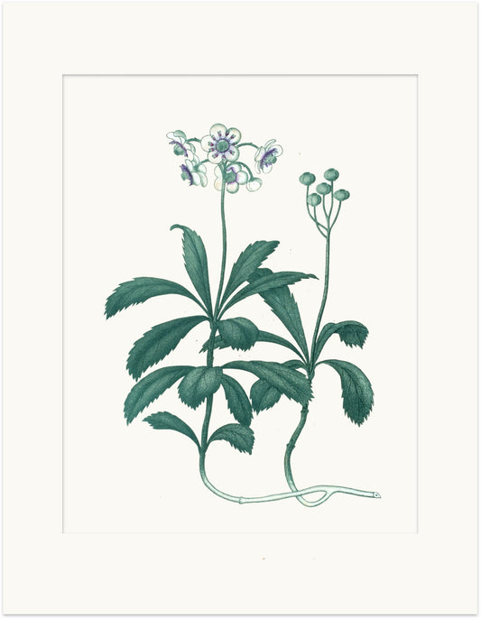 Medicinal Botanical Print - Winter Green
