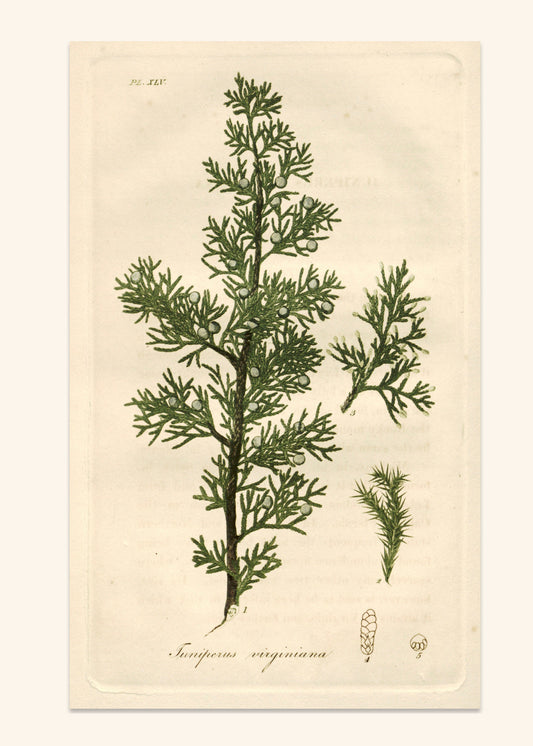 Juniper Virginiana - Classic