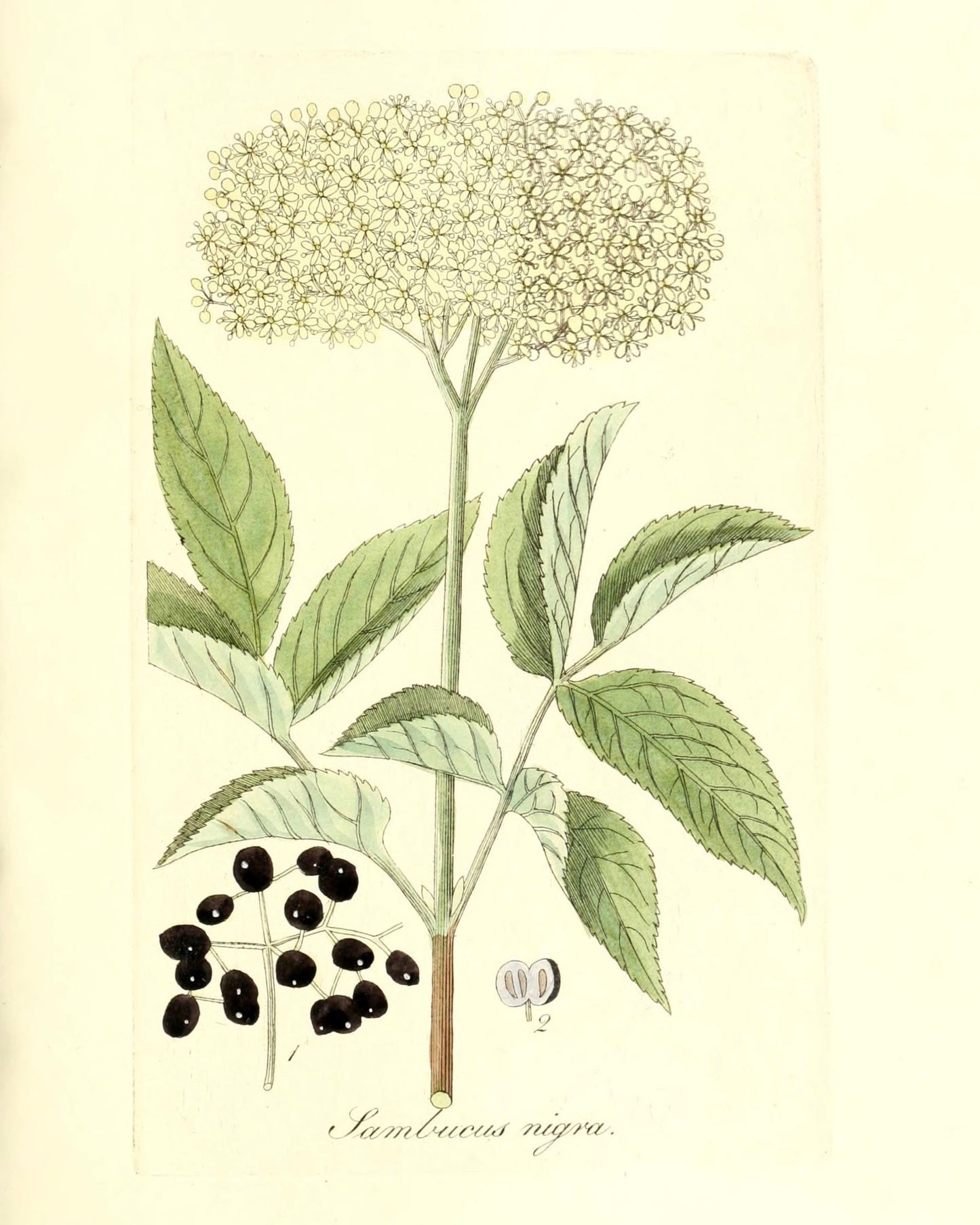 Botanical Print - Sambucus