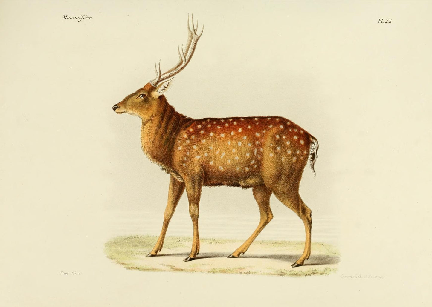 Game Prints, Deer #2