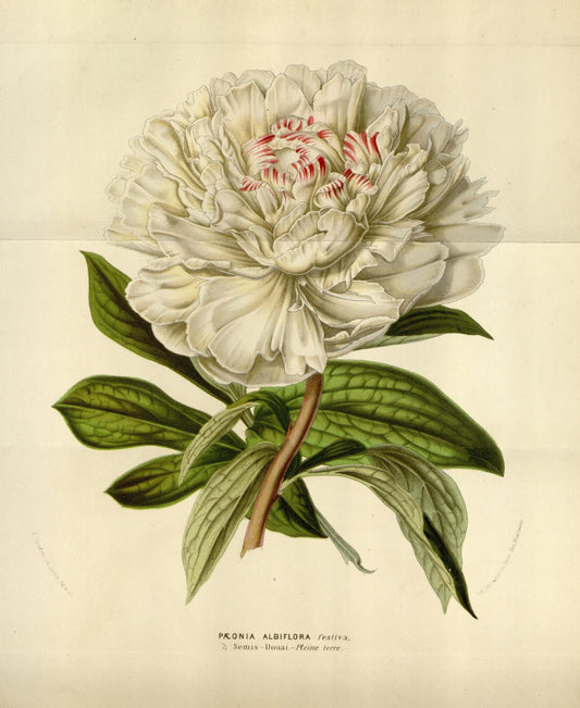 Peony Print - White