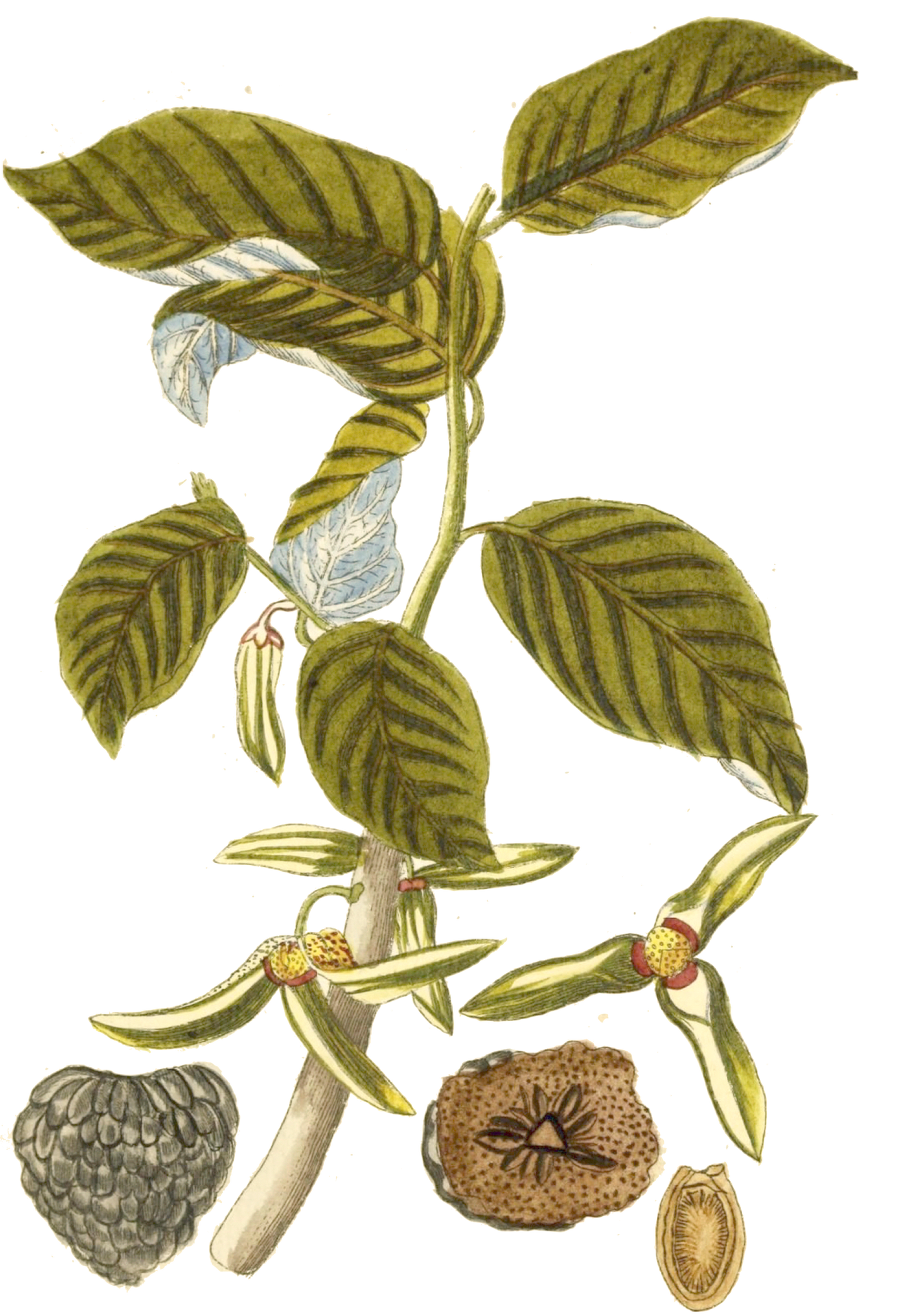 Narrow Botanical Print - Anona