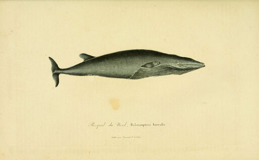 Borealis Whale - Print