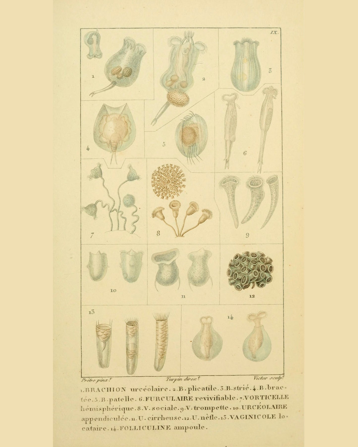 Coral Collection | Brachion