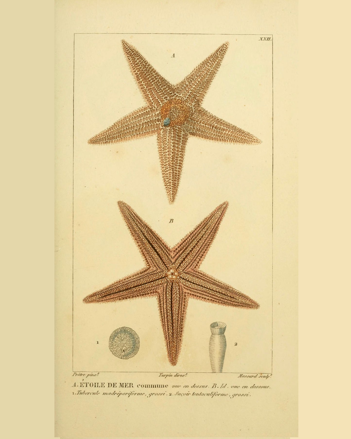 Coral Collection | Etoile de Mer