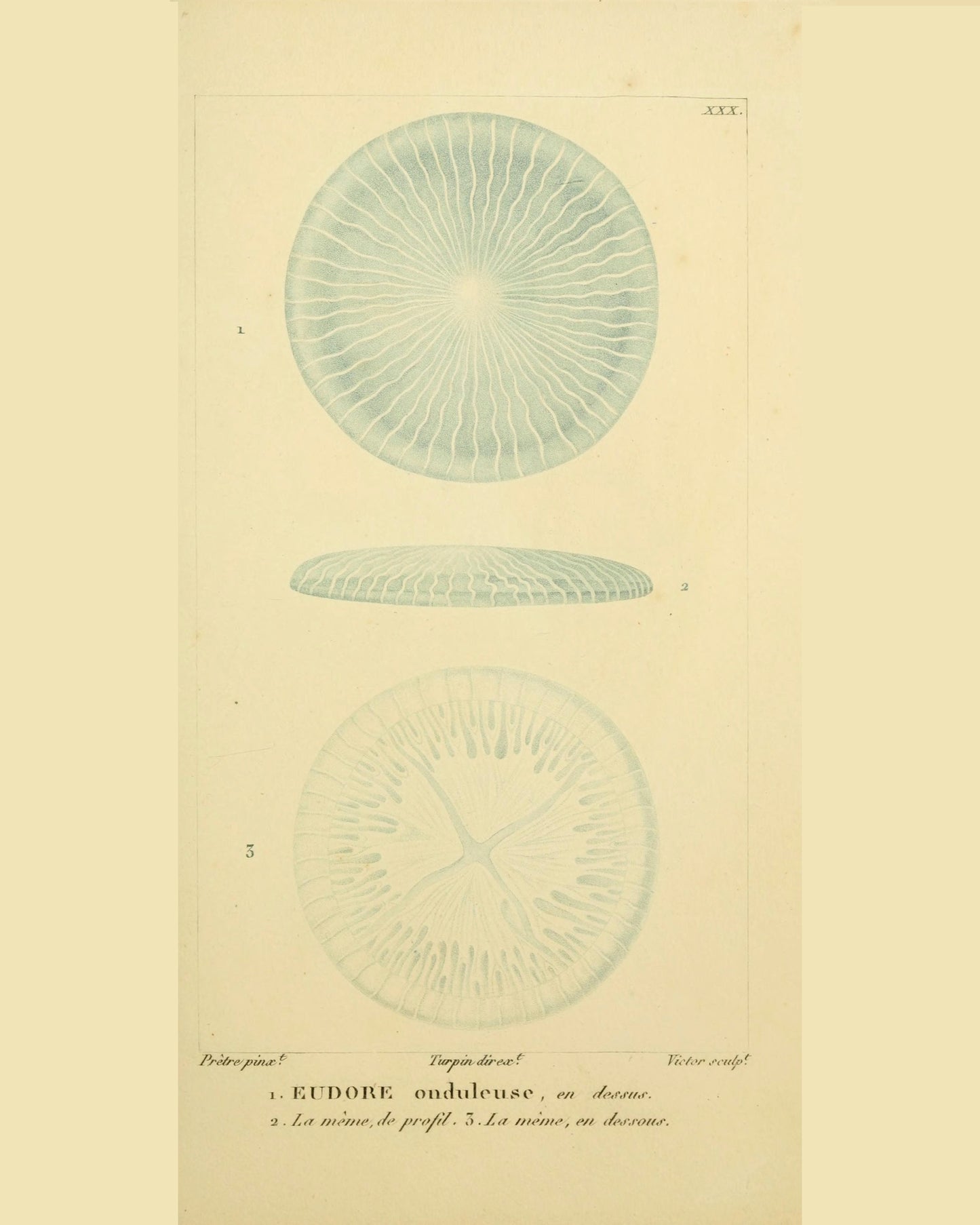 Coral Collection | Eudore