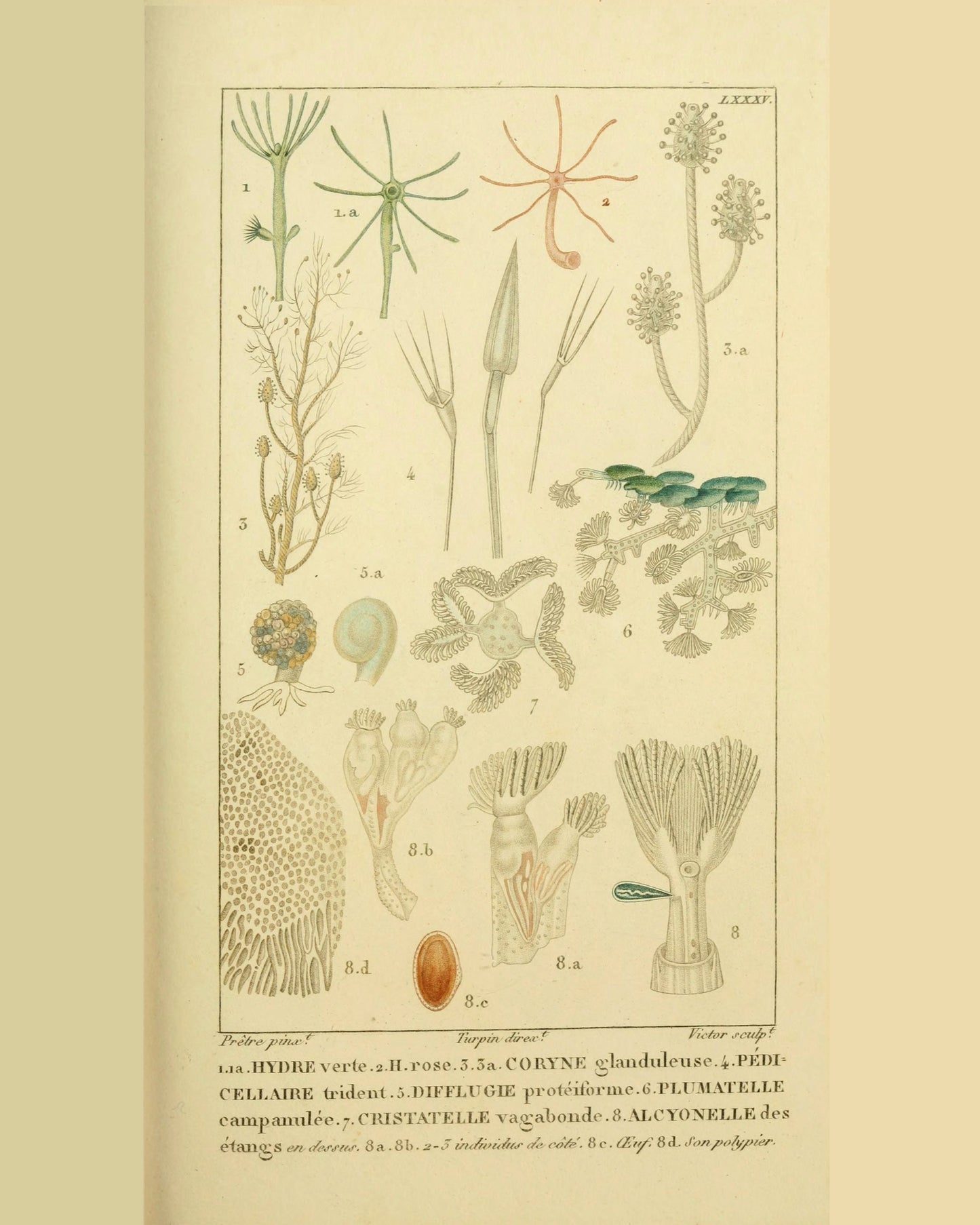 Coral Collection | Hydre