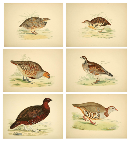 Game Fowl Prints