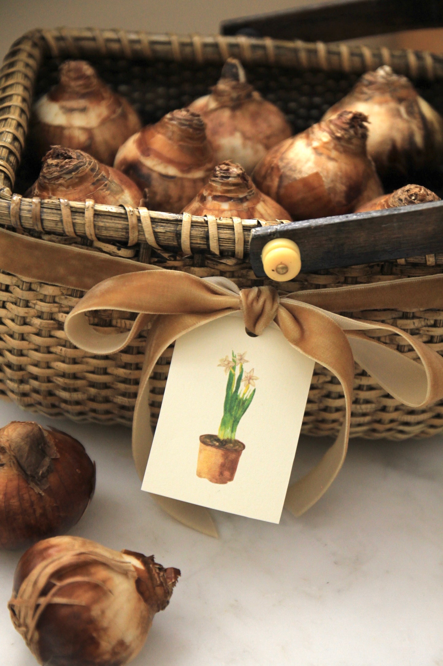 Paperwhites Tags - Set of 10