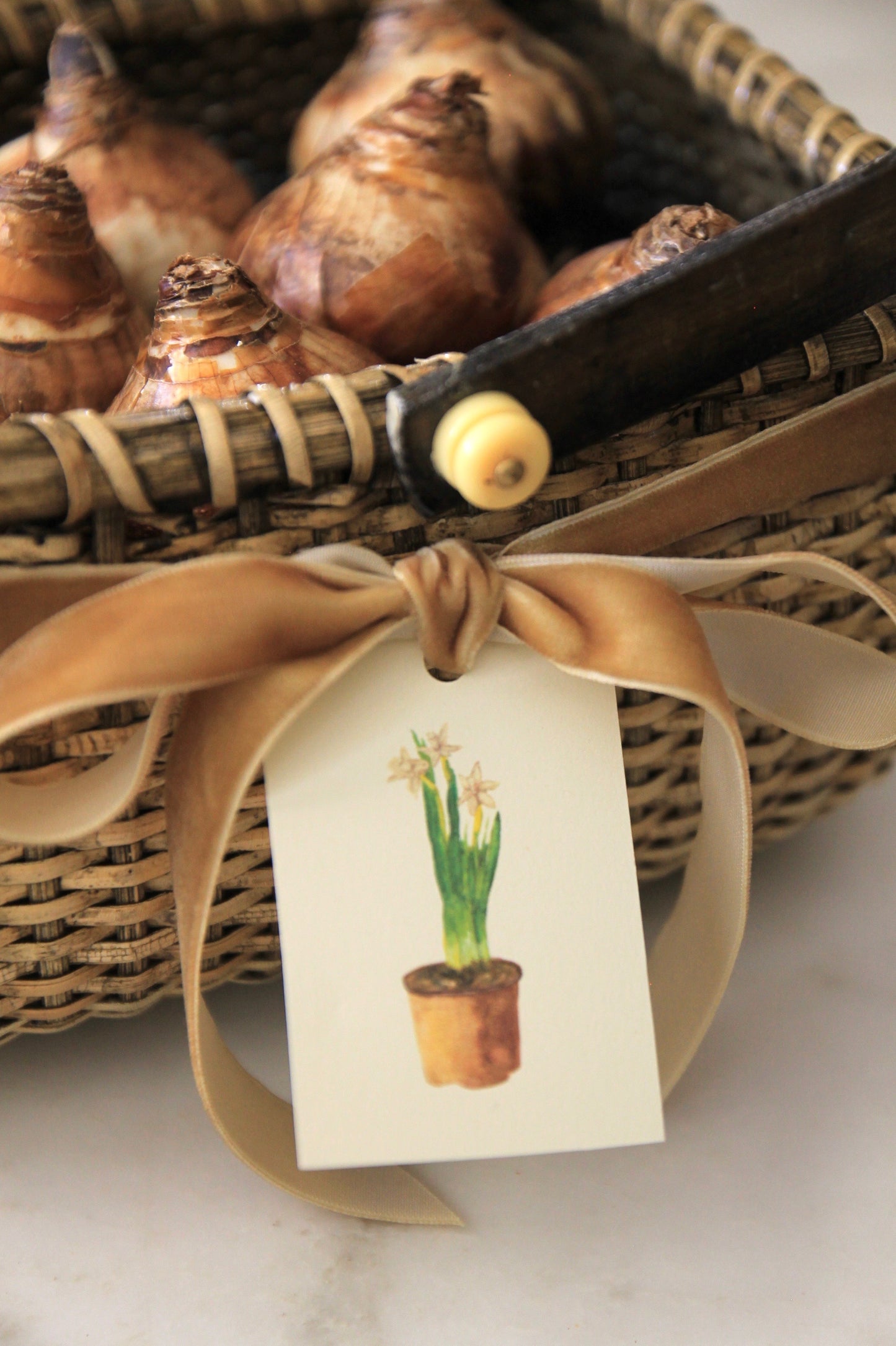 Paperwhites Tags - Set of 10
