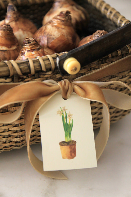 Paperwhites Tags - Set of 10