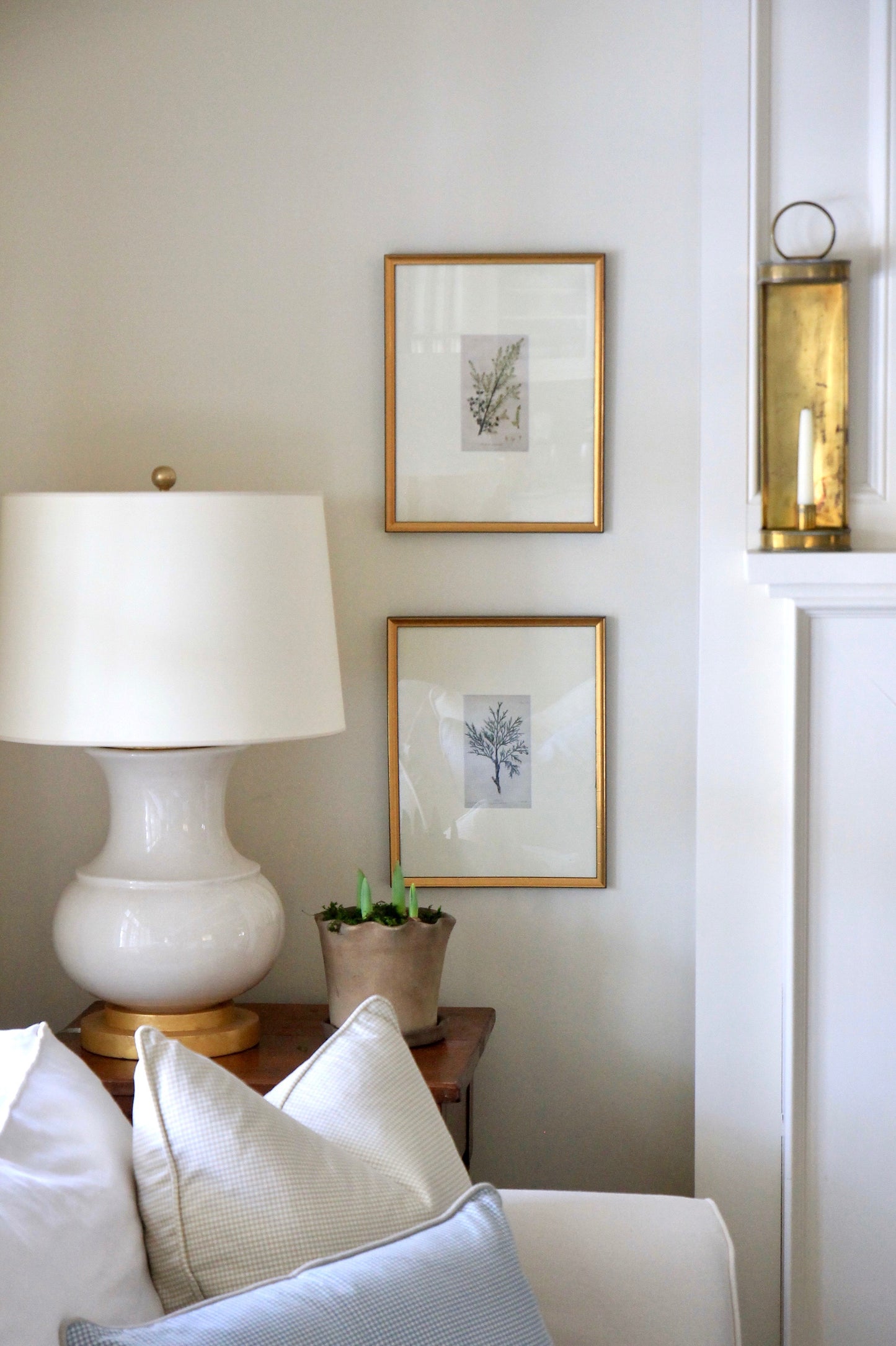 Juniper Common - Classic