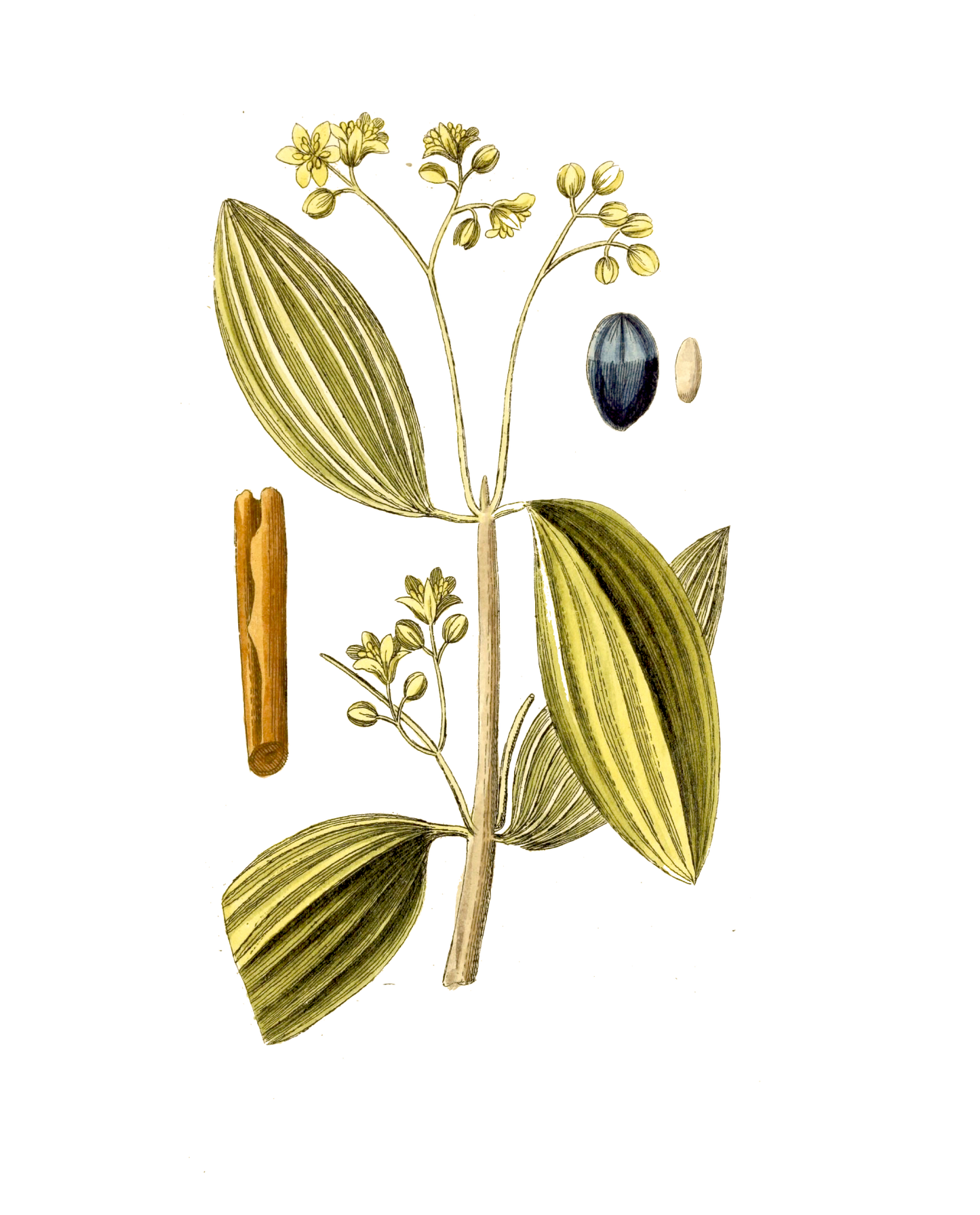 Narrow Botanical Print - Laurus