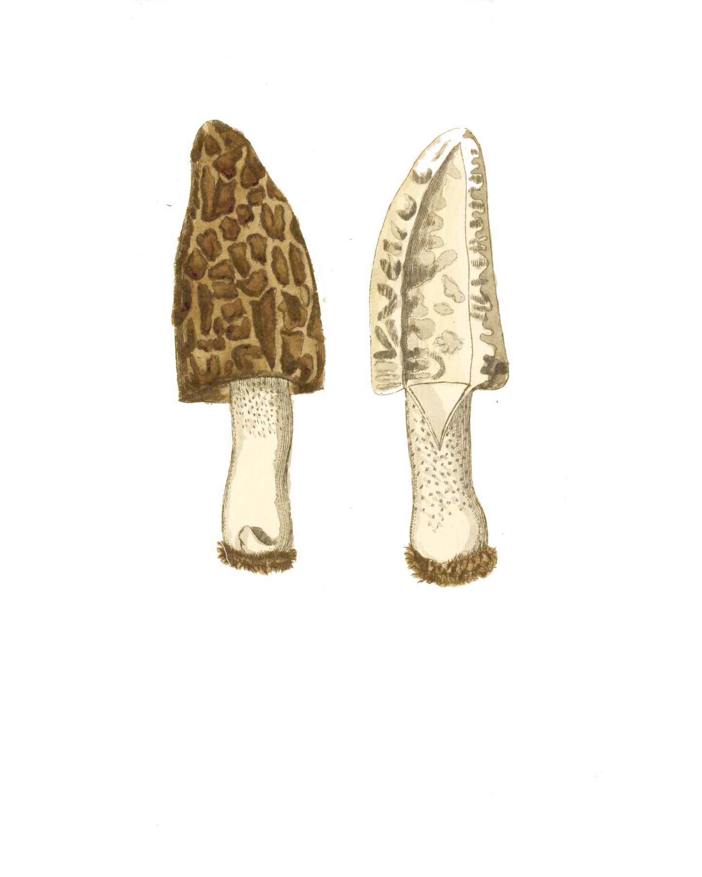 Narrow Botanical Print - Morel