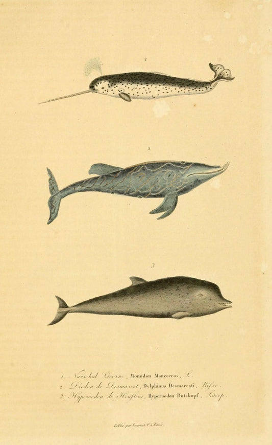 Norwhals - Print