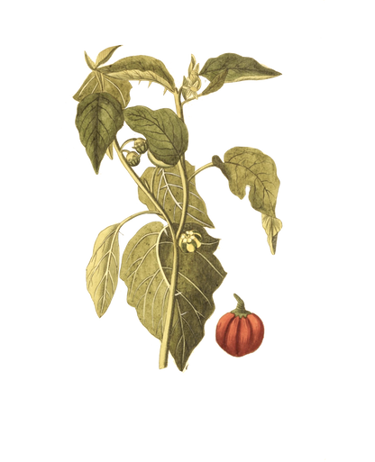 Narrow Botanical Print - Solanum