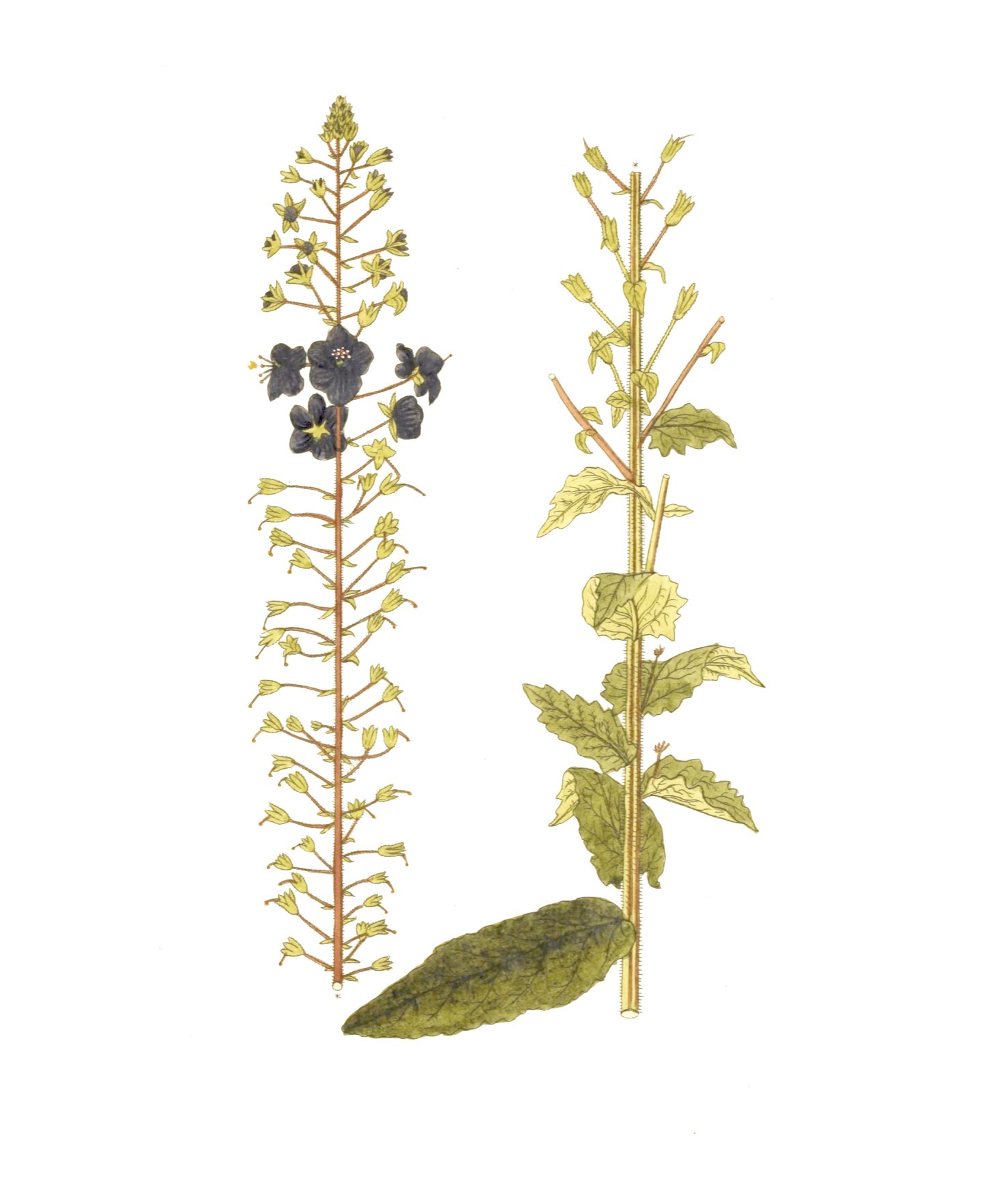 Narrow Botanical Print - Verbascum