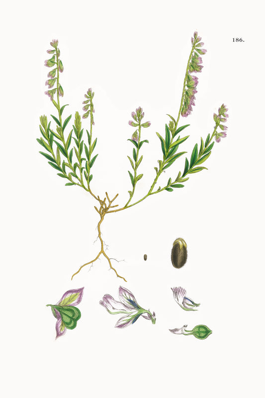 Fresh Botanical Print - Common Milkwort
