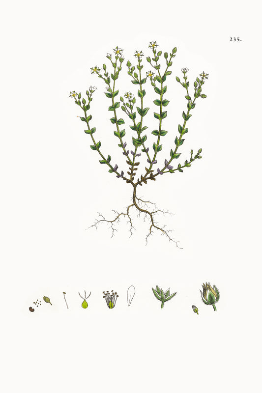 Fresh Botanical Print - Thyme-leaved Sandwort