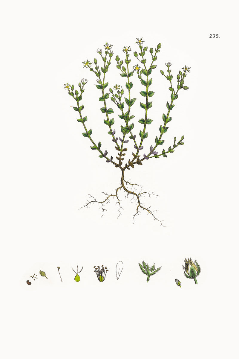 thyme plant drawing