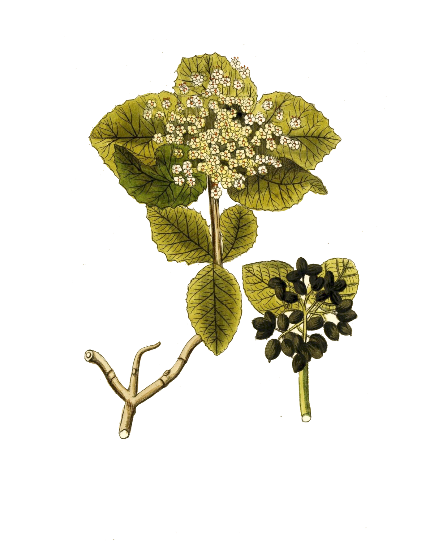 Narrow Botanical Print - Viburnum