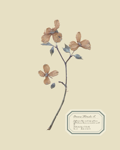 Aunt Lisa's Herbarium 1