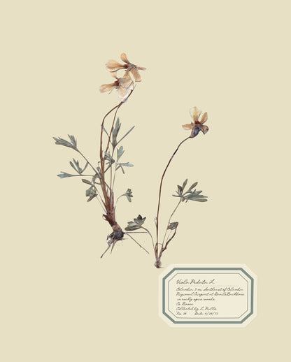 Aunt Lisa's Vintage Herbarium Prints