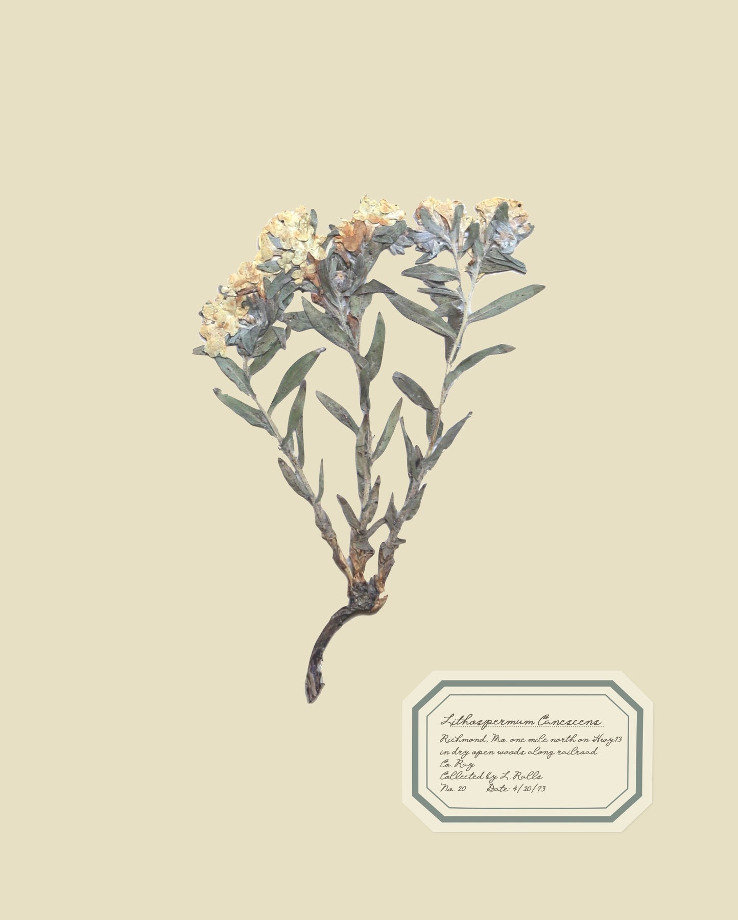 Aunt Lisa's Vintage Herbarium Prints