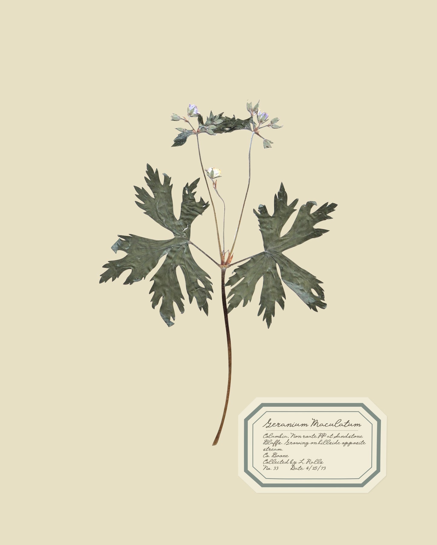 Aunt Lisa's Vintage Herbarium Prints