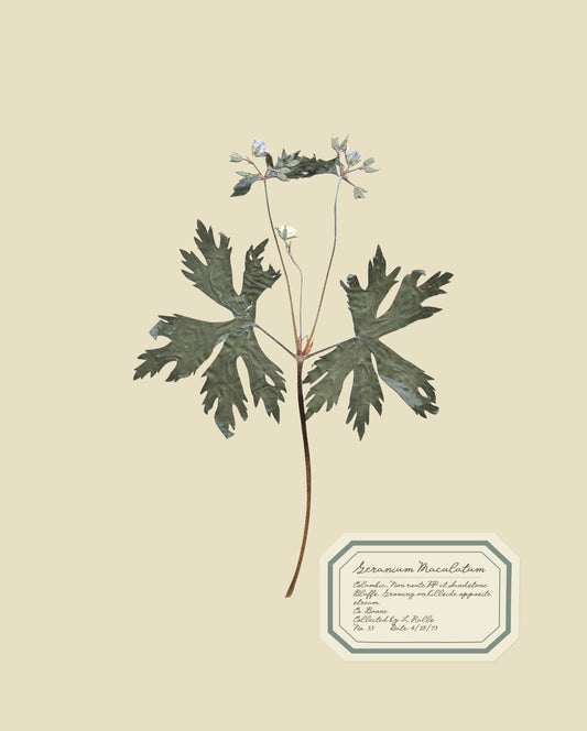 Aunt Lisa's Herbarium 4