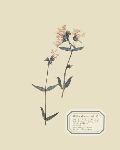 Aunt Lisa's Vintage Herbarium Prints