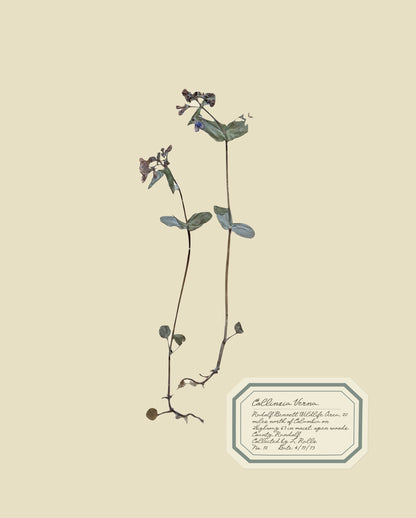 Aunt Lisa's Vintage Herbarium Prints