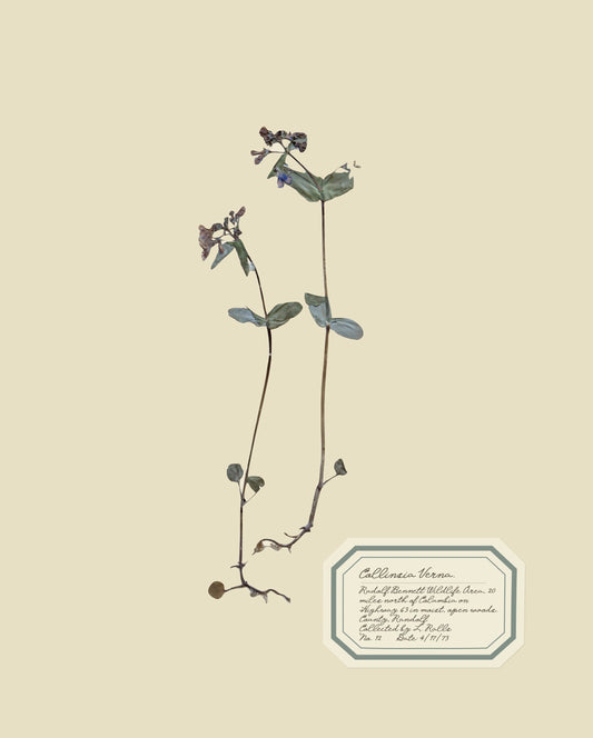 Aunt Lisa's Herbarium 6