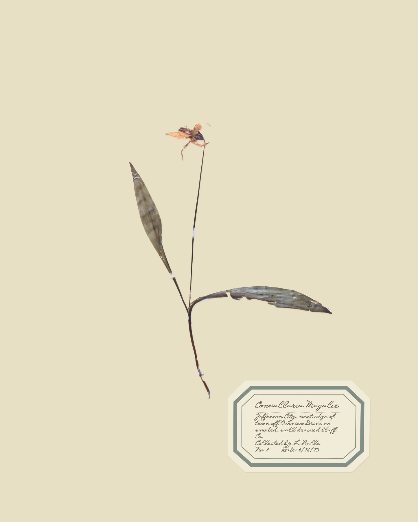 Aunt Lisa's Vintage Herbarium Prints