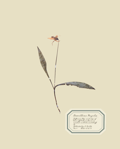 Aunt Lisa's Vintage Herbarium Prints