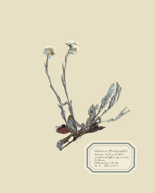 Aunt Lisa's Herbarium 8