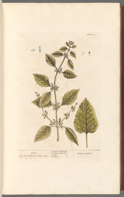 Botanical Collection | Art Prints